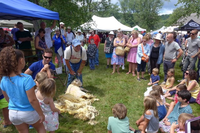 sheep shearing